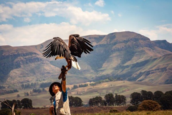 Falcon